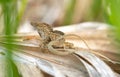 Closeup of a brown anole lizard crawling on a tree bark Royalty Free Stock Photo