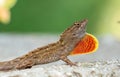 Closeup of a brown anole lizard crawling on a tree bark Royalty Free Stock Photo