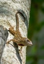 Closeup of a brown anole lizard crawling on a tree bark Royalty Free Stock Photo
