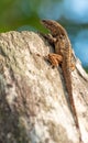 Closeup of a brown anole lizard crawling on a tree bark Royalty Free Stock Photo