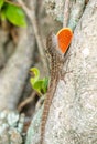 Closeup of a brown anole lizard crawling on a tree bark Royalty Free Stock Photo