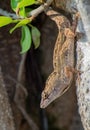 Closeup of a brown anole lizard crawling on a tree bark Royalty Free Stock Photo