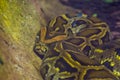 Closeup of a brown asian rock python, popular tropical reptile specie from India Royalty Free Stock Photo