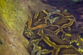 Closeup of a brown asian rock python, popular tropical reptile specie from India