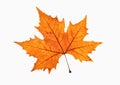 Closeup of Brown Autumn Leaf Royalty Free Stock Photo