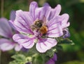 Closeup of a brown-banded carder bee pollinating a beautiful purple flower Royalty Free Stock Photo