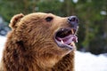Closeup brown bear roaring in winter forest