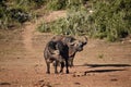 Closeup of two brown big water buffalos in Addo Elephant Park in South Africa Royalty Free Stock Photo