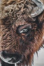 Closeup of a brown bison eye with horns under the lights during daytime Royalty Free Stock Photo