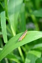 closeup the brown bug insect grasshopper hold on grass plant leaf in the farm soft focus natural green brown background Royalty Free Stock Photo