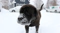 Closeup of a brown Bull Mastiff with snow on its muzzle
