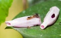 Closeup of brown Caterpillar on the Morning glory Royalty Free Stock Photo
