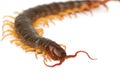 Closeup of brown centipede Royalty Free Stock Photo