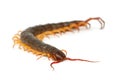 Closeup of brown centipede Royalty Free Stock Photo