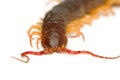 Closeup of brown centipede Royalty Free Stock Photo
