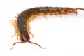 Closeup of brown centipede Royalty Free Stock Photo