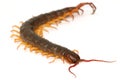 Closeup of brown centipede Royalty Free Stock Photo