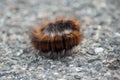 brown chenille on the road Royalty Free Stock Photo