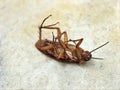 Closeup brown cockroach on the floor