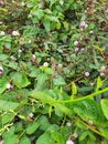 Brown Color Indian Chameleon sitting on a plant with pink flower and green leaves background