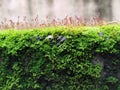 Brown Color Tiny or Small Plants grow at the top of the Moss in a Old Wall surface during Rainy Season