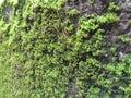 Brown Color Tiny or Small Plants grow at the top of the Moss in a Old Wall surface during Rainy Season