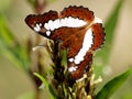 Closeup of a Brown colored butterfly