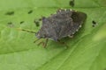 Closeup on the brown colored Dock leaf bug, Arma custos sitting on a green leaf