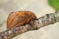 Closeup on the brown colored Drinker moth, Euthrix potatoria, with it\'s typical pointed snout