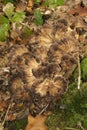 Closeup on a the brown colored edible hen-of-the-woods or maitake mushroom, Grifola frondosa