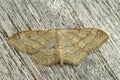 Closeup on the brown colored Riband Wave geometer moth, Idaea aversata with spread wings on wood