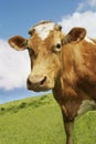 Closeup Of Brown Cow In Field Royalty Free Stock Photo