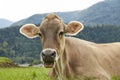 Closeup of a brown cow lying on lush green grass in Austrian Alps. Royalty Free Stock Photo