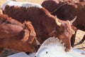 Closeup of brown cows drinking water from white bath tubs. Water fountain is spraying in the air. Cow is licking its nose