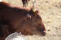 Closeup of brown cows drinking water from white bath tubs. Water fountain is spraying in the air.