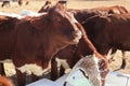 Closeup of brown cows standing next to each other drinking water from white bath tubs. Water fountain is spraying in the air.