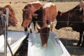 Closeup of brown cows standing next to each other drinking water from white bath tubs. Water is spraying in the air over them