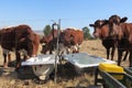 Closeup of brown cows standing next to each other drinking water from white bath tubs. Water is spraying in the air over them