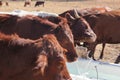 Closeup of brown cows standing next to each other drinking water from white bath tubs. Water is spraying in the air over them