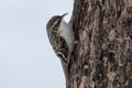 Closeup of a brown creeper bird perched on a tree bark. Royalty Free Stock Photo