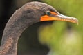 Closeup of brown Crested cormorant Royalty Free Stock Photo