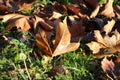 Closeup of brown crunchy autumn leaves on the grass