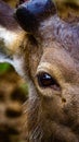 Closeup of brown deer eye Royalty Free Stock Photo