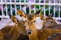 Brown deers staring eyes Royalty Free Stock Photo