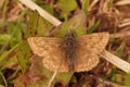 Closeup of the brown dingy skipper butterfly standing on a green leaf