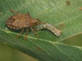 Closeup on the brown Dock leaf bug, Arma custos eating a caterpillar