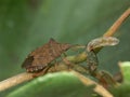 Closeup on the brown Dock leaf bug, Arma custos eating a caterpillar