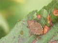 Closeup on the brown Dock leaf bug, Arma custos sitting on a leaf