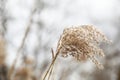 Closeup of brown dry ears of grass, reed over blurred grey sky. Moody autumn, winter landscape. Detail of fading wild