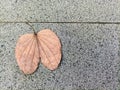 Closeup of Brown dry leaves on the stone floor texture Royalty Free Stock Photo